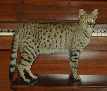 Cat Photo
